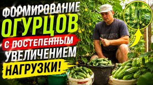 ОЧЕНЬ ИНТЕРЕСНЫЙ СПОСОБ ФОРМИРОВАНИЯ ОГУРЦОВ ДЛЯ ПОВЫШЕНИЯ УРОЖАЯ.