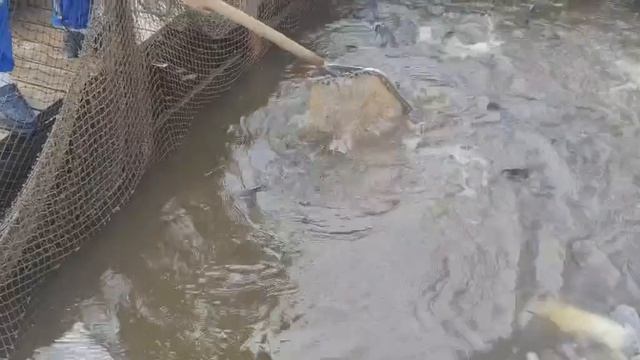 Зарыбление смотреть онлайн
