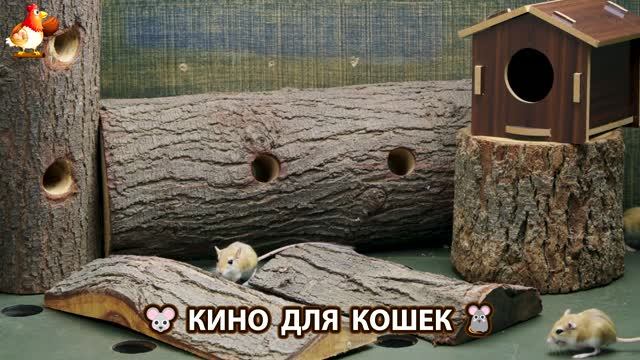 Видео для кошек про крысок развлекать питомцев 🐭🐀😂 588 смотреть онлайн