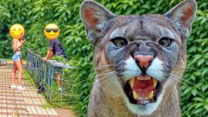 Не БОЯТСЯ стать мышкой в КОГТЯХ! Для них ХИЩНИКИ - кошки! Смотрите как Ежак отстоял кукурузу!