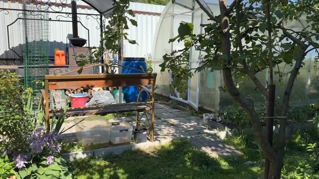 Томат Третьяковский. Проба и мнение. Украли завтрак. Наглая Мила. смотреть онлайн