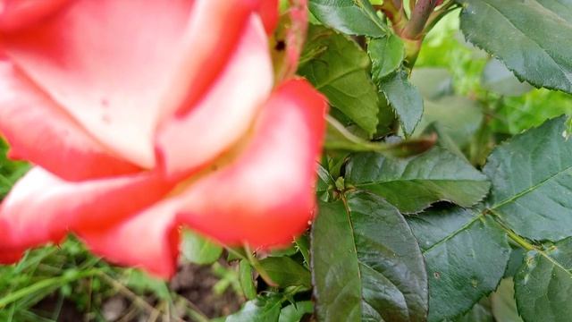 цветок розы 🌹 смотреть онлайн