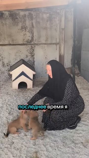 Два щенка с мусорки на улице Хвостова. Забирайте малышню по домам! #помощьживотным