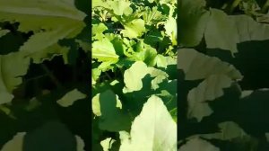 ДАЧА РАДУЕТ СВОИМИ ПЛОДАМИ