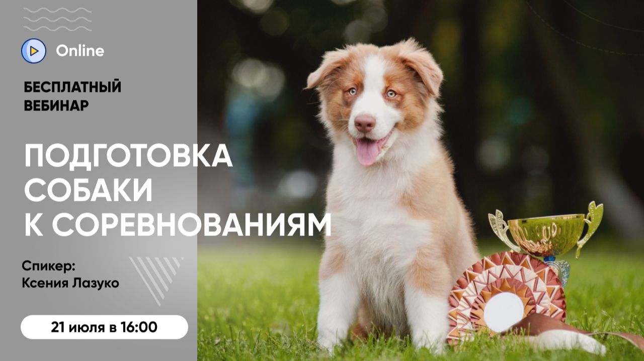 Бесплатный вебинар «Подготовка собаки к соревнованиям: как диета помогает управлять стрессом» смотреть онлайн