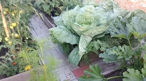 21-07-2026 Купили мясо,нужные продукты.Обработала растения бором.Засолила баночку огурцов.