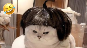 Самые смешные собаки и кошки 2026 года😼🐶Постарайся не засмеяться😜