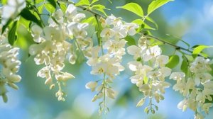 Белой акации гроздья 🌿💮 Романс 🐾