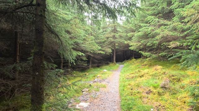 Ballinastoe Woods смотреть онлайн
