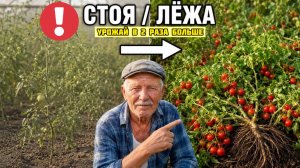 Вот почему помидоры дают мало - одна ошибка при высадке рассады