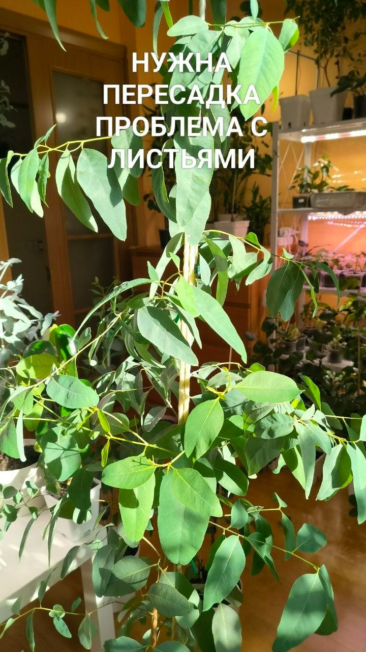 ПРИЧИНА ПЕРЕСАДКИ ЭВКАЛИПТА ЭТО ПРОБЛЕМНЫЙ ЛИСТ #эвкалипт смотреть онлайн