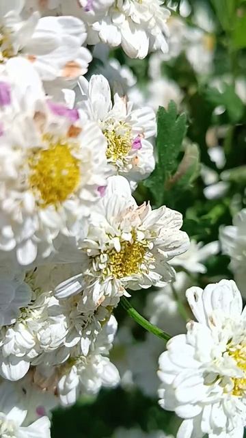 Дачные цветы ☘️💃🦋🥀 Дачные цветы ☘️💃🦋🥀