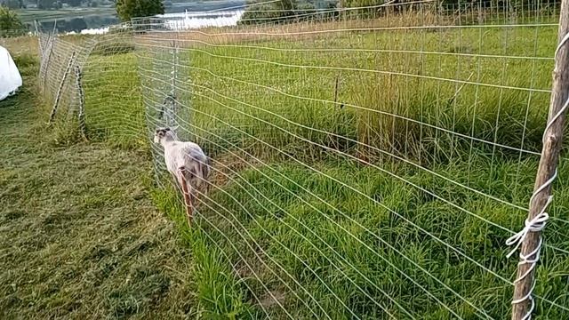 Дом у озера. Пëстрый и Артик в загоне. 19.07.2026.