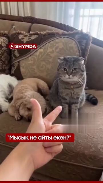 Пушистые номинанты на премию Оскар 🐕😸 смотреть онлайн