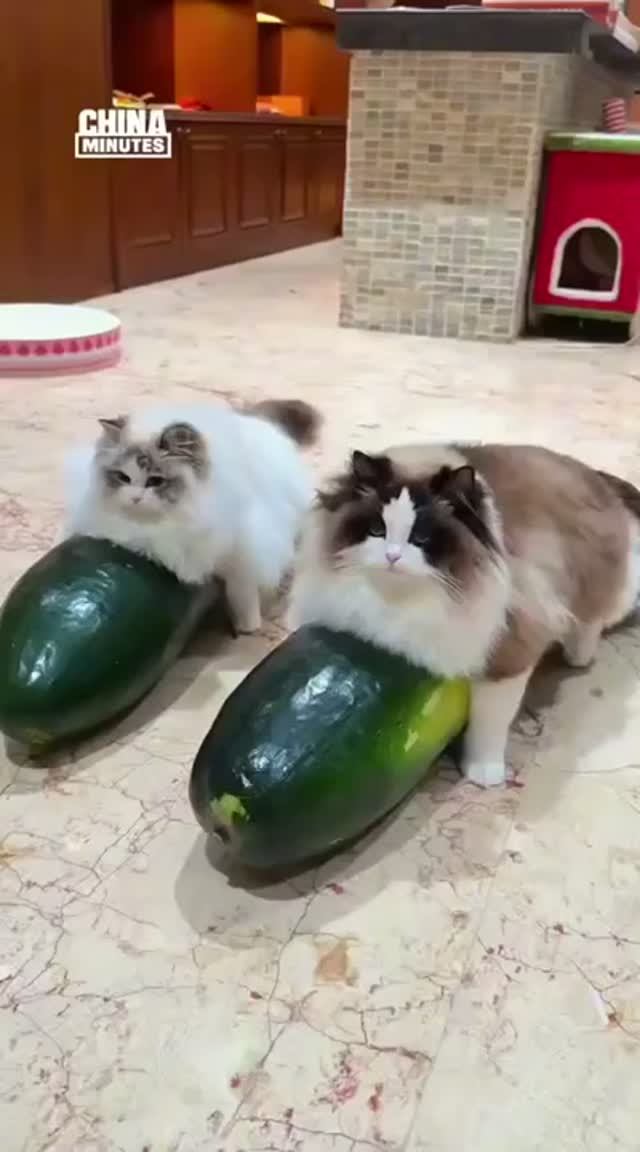 Купите своему кошаку или пёселю ДЫНЮ и он скажет вам спасибо 😁 смотреть онлайн