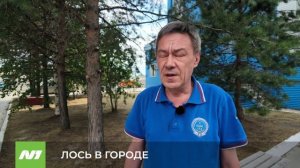 Лось в Нижневартовске