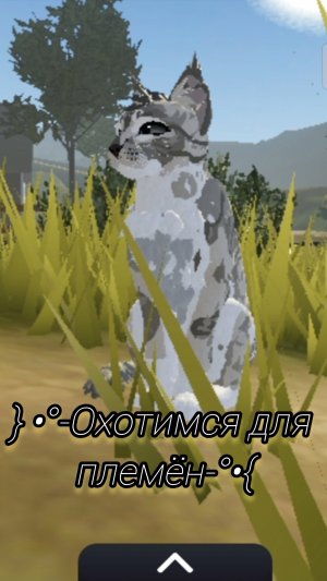 ОХОЧУСЬ для ПЛЕМЁН🔥🐈😇