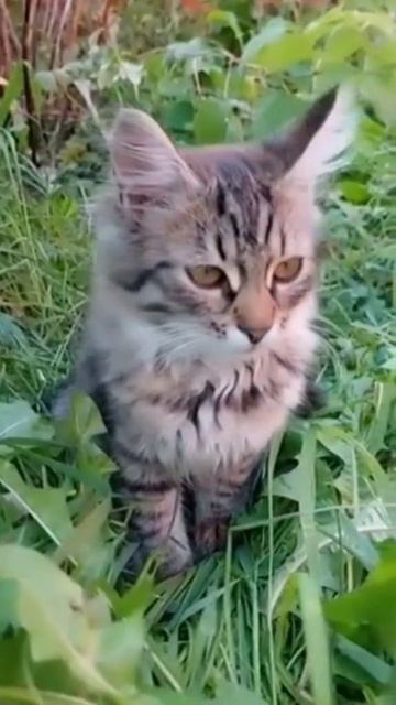 Котики в деревне...)))) #рекомендации