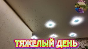 Салют из газировки,кошка взбесилась,отдали котёнка