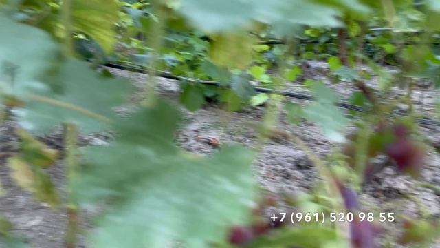 Виноград окрашивается 20. 07. 2026 год. Новороссийск