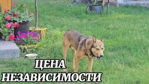 ЦЕНА НЕЗАВИСИМОСТИ. КАК МЫ СПРАВЛЯЕМСЯ С ТРУДНОСТЯМИ В ГЛУХОМ ЛЕСУ.