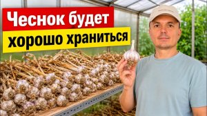Подготовка чеснока к длительному хранению! Чеснок будет лучше храниться 🧄