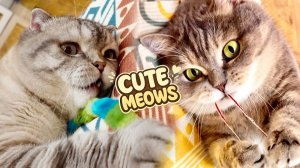 МИЛЫЕ КОШИНЫ ИСТОРИИ 😺 🐈 Забав