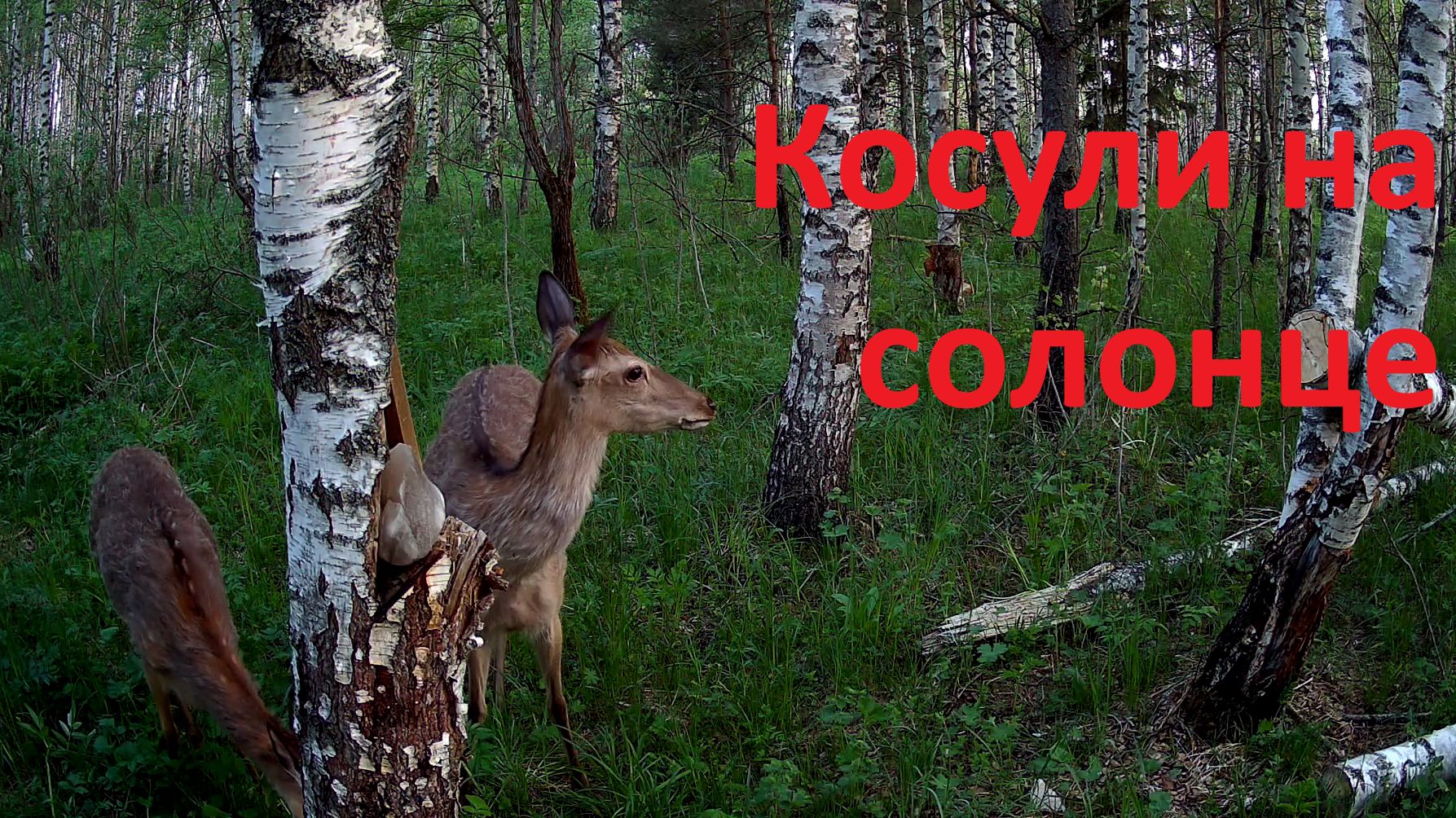 Фотоловушка (косули и не только) смотреть онлайн