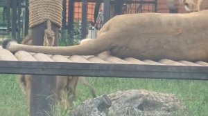 BLRY6328_20.07.2026-Видео от Светланы