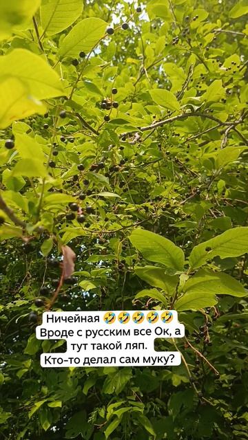 Черемуха уже не цветет. Пора собирать? 21-07-2026