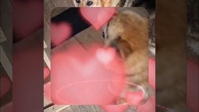 1000064485.mp4 (Собака смотрит на планируемую технологию подшива э/бруса у конька в доме А-фрейм) смотреть онлайн