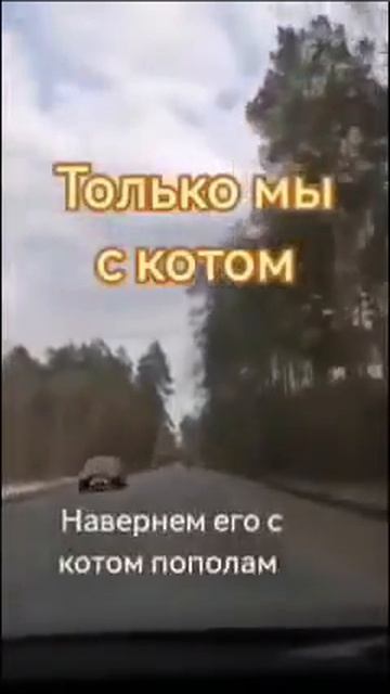 🐈🫂🐈Обжорническая история