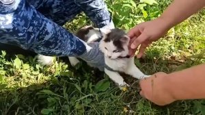 Кот-наркокурьер пытался пробраться в колонию в Нижегородской области.
