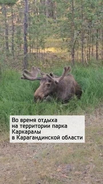 Когда встретили хозяина леса