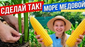 Как ускорить созревание кукурузы - море медовых початков вырастили в рекордные сроки.