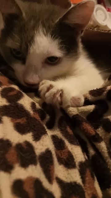 Мои кисули 🐱🐱🐱🐱