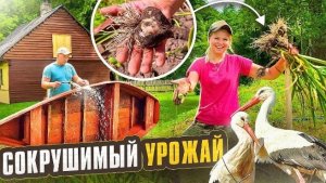 ПОРАЗИТЕЛЬНЫЙ УРОЖАЙ С КАРКАСНОЙ ГРЯДКИ! ЧТО У НАС ВЫРОСЛО В ЭТОМ ГОДУ? ПЛОДЫ РУШАТ ТЕПЛИЦУ!