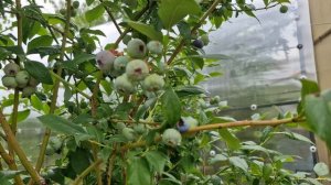 Формировка 2÷3х летних кустов голубики.