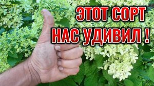 Эта НОВИНКА метельчатой гортензии удивила: Обзор сорта КВИК ФАЕР ФАБ