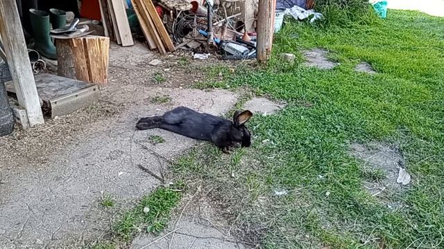 Дом у озера. Чëрный крольчонок. 21.07.2026.