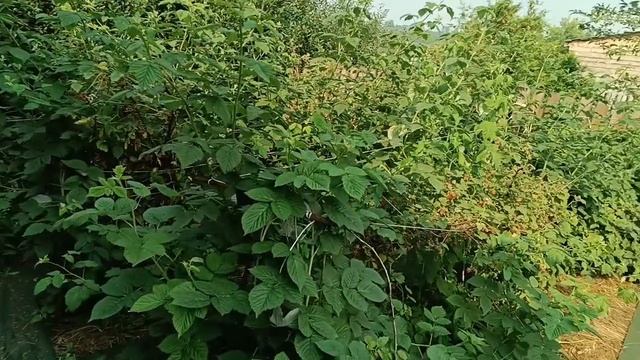Подвязал ,покосила.Пополнение в хозяйстве.
Жизнь в деревне. смотреть онлайн