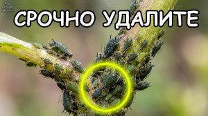 ЧЕРНАЯ ТЛЯ — НЕ ВЕРЮ ГЛАЗАМ