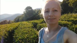 Солохаул ⛰️ Горы, водопад, монастырь, чайные плантации, дегустация вина, чайные плантации 🌿