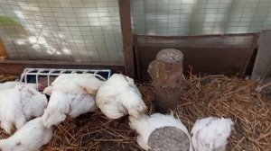 Варенье, салаты- заготовки полным ходом. Салат из кабачков ну очень вкусный.