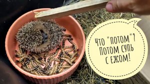Подселила новенького еженёнка Ведмедика к Дохлику и Фасольке. Он сначала не понял, а потом как понял