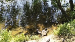 Голуби купаются