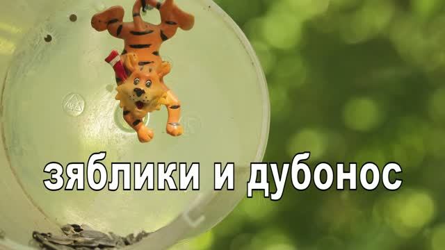 Зяблики и дубонос смотреть онлайн