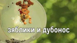 Зяблики и дубонос