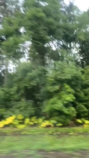 Леса по дороге