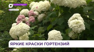 Цветение древовидных гортензий началось в Ботаническом саду Владивостока